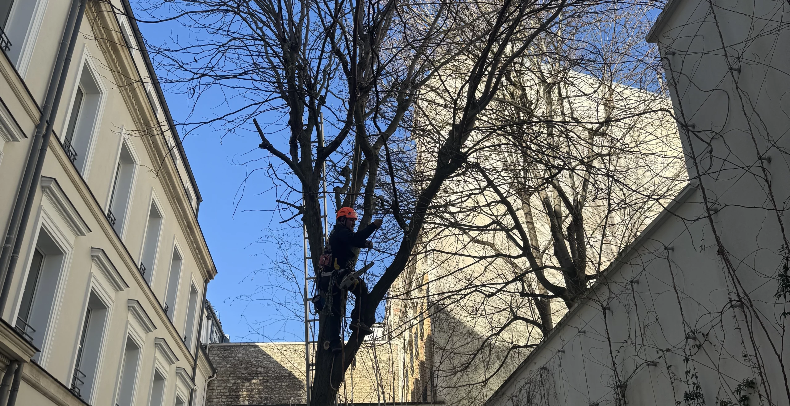 Élagage, abattage, taille d’arbres à Rueil-Malmaison