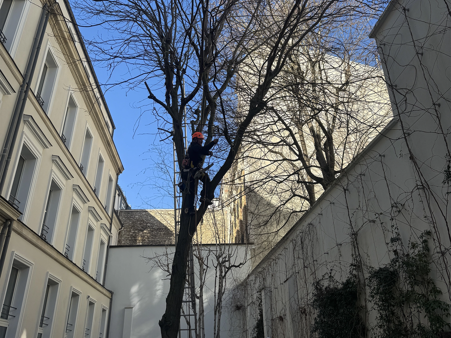 Bureau d’études paysager Le Vésinet